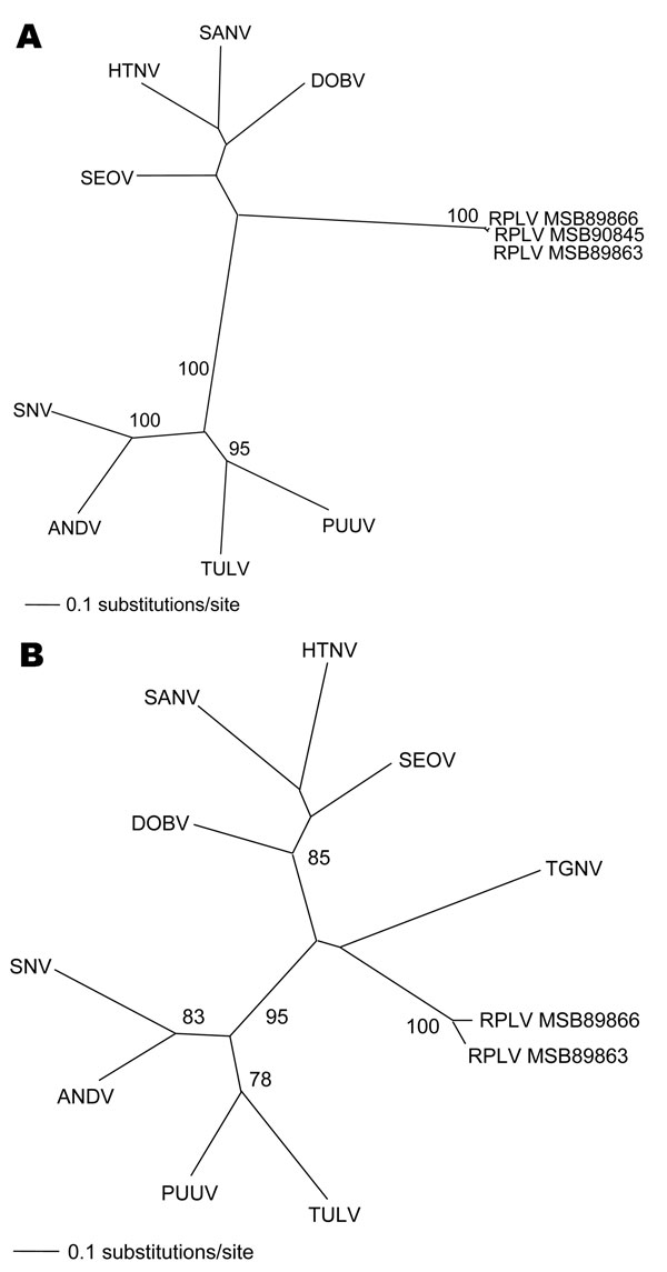 Phylogenetic trees generated by maximum likelihood method and generalized time reversible + I + G model of evolution as estimated from data on alignment of the partial (A) 1,390-nt medium (M)– and (B) 490-nt large (L)–genomic segments of Camp Ripley virus (RPLV). Phylogenetic positions of RPLV strains MSB89863, MSB89866, and MSB90845 are shown in relationship to representative Murinae rodentborne hantaviruses, including Hantaan virus (HTNV 76–118, NC_005219, NC_005222), Sangassou virus (SANV SA14, DQ268651, DQ268652), Dobrava virus (DOBV AP99, NC_005234, NC_005235), and Seoul virus (SEOV 80 39, NC_005237, NC_005238); Arvicolinae rodentborne hantaviruses, including Tula virus (TULV M5302v, NC_005228, NC_005226) and Puumala virus (PUUV Sotkamo, NC_005223, NC_005225); and Neotominae and Sigmodontinae rodentborne hantaviruses, including Andes virus (ANDV Chile 9717869, NC_003467, NC_003468) and Sin Nombre virus (SNV NMH10, NC_005215, NC_005217). Tanganya virus (TGNV Tan826, EF050454) from the Therese shrew (Crocidura theresae) is also shown. Host identification of Blarina brevicauda was confirmed by morphologic assessment of voucher specimens and by mitochondrial DNA sequences (data not shown). The numbers at each node are bootstrap support values (expressed as the percentage of replicates in which the node was recovered), as determined for 100 maximum likelihood iterations under the same model of evolution by PAUP version 4.0 (http://paup.csit.fsu.edu). The scale bar indicates 0.1 nt substitutions per site. GenBank accession nos. for RPLV: M (EF540774, EF540775, EF540773) and L (EF540771, EF540772).