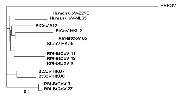 Phylogenetic relationships based on a 440-nt sequence in a conserved region of gene 1b of Rocky Mountain bat coronaviruses (RM-Bt-CoVs) (shown in boldface), group 1 coronaviruses of Asian bats (BtCoVs), and human coronaviruses 229E and NL63. Porcine respiratory and reproductive syndrome virus (PRRSV) was used as the outgroup to root the tree. Scale bar at the lower left indicates 0.1 nucleotide substitutions per site.