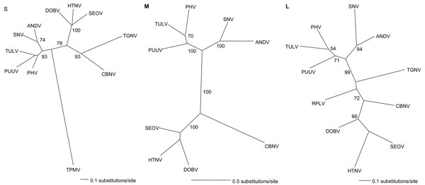 Phylogenetic trees based on the 1,185-nt partial small (S), 3,637-nt full-length medium (M), and 412-nt partial large (L) segments of Cao Bang virus (CBNV). The depicted S tree was generated by the neighbor-joining (NJ) method, by using the GTR+I+G model of evolution as estimated from the data. The M and L trees were generated by the maximum likelihood (ML) method, using the same model of evolution. The phylogenetic position of CBNV is shown in relationship to representative Murinae rodentborne hantaviruses, including Hantaan virus (HTNV 76–118, GenBank accession nos. NC_005218, NC_005219, NC_005222), Dobrava virus (DOBV Greece, GenBank accession nos. NC_005233, NC_005234, NC_005235), and Seoul virus (SEOV 80–39, GenBank accession nos. NC_005236, NC_005237, NC_005238); Arvicolinae rodentborne hantaviruses, including Tula virus (TULV M5302v, GenBank accession nos. NC_005227, NC_005228, NC_005226), Prospect Hill virus (PHV PH-1, GenBank accession nos. Z49098, X55129, EF646763) and Puumala virus (PUUV Sotkamo, GenBank accession nos. NC_005224, NC_005223, NC_005225); and Sigmodontinae and Neotominae rodentborne hantaviruses, including Andes virus (ANDV Chile 9717869, GenBank accession nos. NC_003466, NC_003467, NC_003468) and Sin Nombre virus (SNV NMH10, GenBank accession nos. NC_00521, NC_005215, NC_005217). Also included are Thottapalayam virus (TPMV VRC-66412, GenBank accession no. AY526097), Tanganya virus (TGNV Tan826, GenBank accession nos. EF050454, EF050455), and Camp Ripley virus (RPLV MSB89863, GenBank accession no. EF540771). NJ, ML, and maximum parsimony phylogenetic methods yielded similar topologies with only minor cosmetic differences. Host identification was confirmed by diagnostic mitochondrial DNA sequences (GenBank accession no. EF543528). The numbers at each node are bootstrap probabilities (expressed as percentages), as determined for 1,000 (NJ) and 100 (ML) iterations by PAUP* version 4.0 (Sinauer Associates, Inc. Publishers, Sunderland, MA, USA) (http://paup.csit.fsu.edu). GenBank accession nos. for CBNV: S (EF543524); M (EF543526); and L (EF543525).