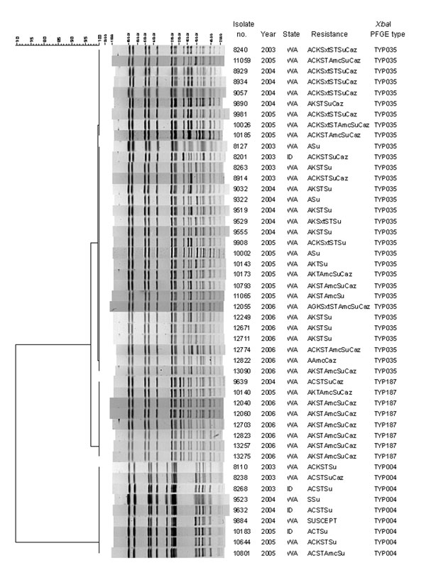Dendogram of cluster analysis of pulsed-field gel electrophoresis (PFGE) banding patterns of XbaI-digested Salmonella enterica serotype Typhimurium DNA. A, ampicillin; C, chloramphenicol; K, kanamycin; Sxt, trimethoprim-sulfa; S, streptomycin; T, tetracycline; Su, sulfonamine; Caz, ceftazidime. TYP004 is the PFGE type characteristic of DT104. Each isolate represented here is a unique bovine-origin isolates (each is from a different herd, year, and resistance type). WA, Washington; ID, Idaho.