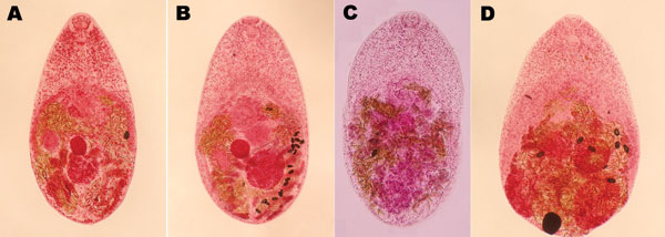 Adult trematodes isolated from Vietnamese persons. A) Haplorchis pumilio. B) H. taichui. C) H. yokogawai. D) Stellantchasmus falcatus. (Semichon acetocarmine stained, magnification ×120.)