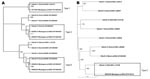 Thumbnail of Phylogenetic tree of human astrovirus (HAstV) based on the 289-base region of the open reading frame (ORF) 1a gene (A) and the 413-base region of the ORF2 gene (B). We included 6 novel sequences designated according to isolate code_place/year_GenBank accession no. A) DG6013_Madagascar2004_EF490425, DR0075_Madagascar2005_EF490426, DR0034_Madagascar2004_EF490427, DR0038_Madagascar2004_EF490428, DT1004_Madagascar2004_EF490429; B) DR0038_Madagascar2004_EF519312. We also included 16 sequences of reference astrovirus strains obtained from GenBank, designated according to HAstV genotype_place/year_GenBank accession no.: A) HAstV-1_Oxford1994_L23513, HAstV-2_Atlanta1993_L13745, HAstV-3_Oxford_AF290504, HAstV-4_Oxford2000_AF290505, HAstV-5_Norfolk2000_AF290506, HAstV-6_Oxford2000_AF290507, HAstV-7_Oxford2000_AF290508, HAstV-8_Oxford2000_AF290509; B) HAstV-1_Oxford1994_L23513, HAstV-2_USA1993_ L13745, HAstV-3_Oxford1994_L38505, HAstV-4_Oxford1994_L38506, HAstV-5_USA1994_U15136, HAstV-6_Oxford1994_L38507, HAstV-7_Oxford1994_L38508, HAstV-8_Mexico2000_AF260508. Bootstrap values based on 1,000 generated trees are displayed at the nodes.