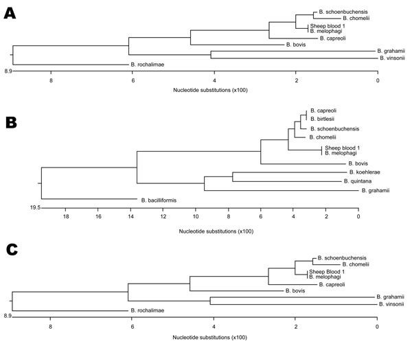 Phylogenetic trees (DNAstar ClustalW Slow and Accurate; DNASTAR Inc., Madison, WI, USA) of 3 Bartonella genes. A) Citrate synthase. B) Riboflavin synthase. C) 16S rDNA. Sheep blood 1 is compared with species showing the highest homology for each gene.