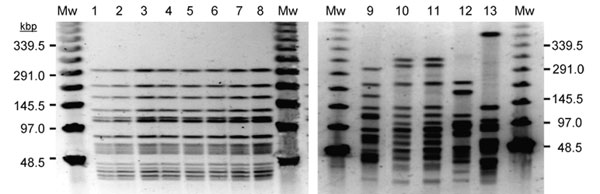 Band pattern obtained by pulsed-field gel electrophoresis of selected Leuconostoc mesenteroides subsp. mesenteroides (LM) isolates. Mw, molecular weight marker at indicated sizes; lines 1 to 9, representative LM isolates from the first outbreak (genotype 1); lines 10, 11, LM isolates obtained from parenteral nutrition catheter and blood from the same patient (genotype 2) and identical to those from 3 different patients infected in the second outbreak (data not shown); lines 12, 13, LM isolates from 2 different patients involved in the second outbreak (genotypes 3 and 4)