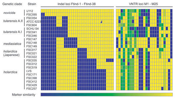 Heat map of marker states for 38 insertion-deletion (indel) and 25 multilocus variable-number tandem repeat analysis (MLVA) loci examined. Each Francisella tularensis strain is represented by a single row of colored boxes and each DNA loci by a single column. Relative genetic similarity is represented by the similarity of the colors on the gradient scale ranging from blue to yellow. For the binary indel markers, the state of each marker in the genome of strain F. tularensis subsp. novicida U112 represents the index and is depicted in yellow. Blue indicates the amplification of an allelic variant distinct from that of the index genome. For strain ATCC 6223, both alleles were amplified at loci Ftind-32, and the corresponding box is thus divided into a yellow and a blue part. For MLVA loci, blue represents the largest allele size for each multistate marker; yellow represents the smallest.
