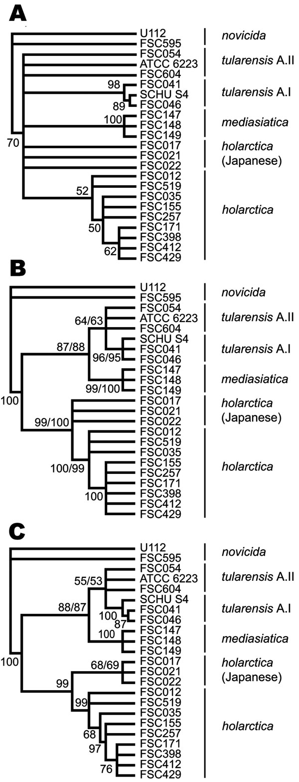 Cladograms depicting relationships among Francisella tularensis strains obtained by maximum parsimony and bootstrap analysis that used indel, multilocus variable-number tandem repeat analysis (MLVA), or combined data. Nodes supported by &lt;50% of bootstrap pseudoreplicates were collapsed. A) Cladogram obtained solely from the use of MLVA data. B) Cladogram from the use of indel data. C) Cladogram from the combined use of indel and MLVA data. The dual bootstrap support values presented represent the use of each of 2 alleles, found at locus Ftind-32 of strain ATCC 6223.