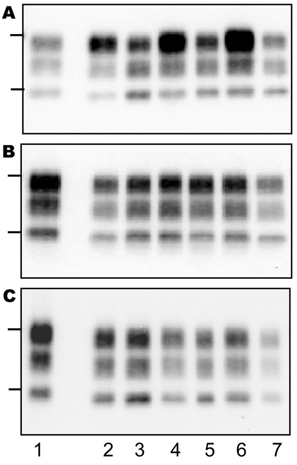 Western blot of protease-resistant prion protein from TgOvPrP4 mice after proteinase K digestion and immunodetection with anti-PrP Sha31 antibody. A) First passage of typical bovine spongiform encephalopathy (BSE) (lanes 2, 4, and 6) and L-type BSE (lanes 3, 5, and 7). B) First passage of TME in cattle (lanes 2, 4, and 6) and L-type (lanes 3, 5, and 7). C) Second passage of TME in cattle (lanes 2, 4, and 6) and L-type BSE (lanes 3, 5, and 7). Each lane shows PrPres from a distinct individual mouse from each experimental group. Bars to the left of the panel indicate the 29.0- and 20.1-kDa marker positions. Lane 1, PrPres control from a scrapie-infected TgOvPrP4 mouse (C506M3 strain).