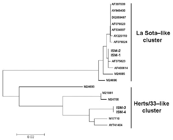 Phylogenetic analysis of Newcastle disease virus (NDV) vaccine strains unearthed from Istituto Sieroterapico Milanese (ISM), showing the phylogenetic placement of ISM-1 (EU082818), ISM-2 (EU082819), ISM-3 (EU082820), and ISM-4 (EU082818) based on partial F gene necleotide sequences. Sequences determined in this study are in boldface. ISM-1 and ISM-2 belong to La Sota–like cluster; ISM-3 and ISM-4 belong to Herts/33-like cluster. Sequence alignment was achieved with ClustalX version 1.81 (ftp://ftp.ebi.ac.uk/pub/software/unix/clustalx), with sequences from other NDV strains retrieved from GenBank (accession nos. indicated). The phylogenetic study was conducted by using MEGA version 3.1 (www.megasoftware.net). The phylogenetic tree was constructed with the neighbor-joining method.
