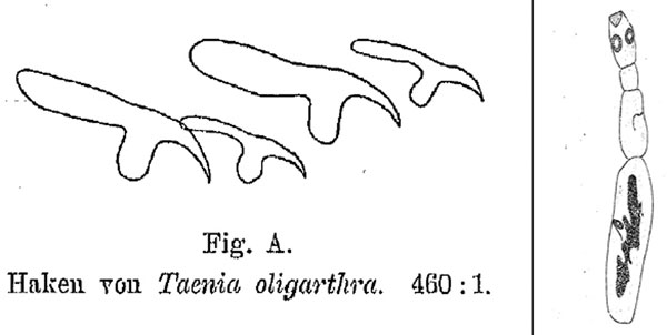First drawing of the rostellar hooklets (left) and the entire strobilar stage of Echinococcus oligarthrus (right). The specimen was listed under no. 396 in the Wiener Hofmuseum. From (15).