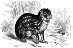 Thumbnail of The paca, Cuniculus paca, the natural intermediate host for Echinococcus vogeli and rarely E. oligarthrus. Drawing by Robert Kretschmer (1818–1872).