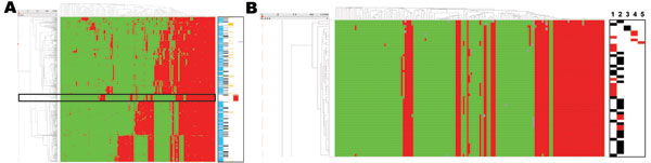 A) Meta-analysis of the amplified fragment length polymorphism data obtained for the pig-associated methicillin-resistant Staphylococcus aureus sequence type 398 (ST398 MRSA) and its closely related methicillin-susceptible S. aureus (MSSA) strains, carriage MSSA isolates from healthy children and elderly persons, invasive MSSA from hospitalized children and elderly persons, and invasive animal S. aureus isolates (including 2 MRSA isolates) (10,11). Green and red represent 161,700 binary outcomes generated by high throughput restriction fragment length polymorphism with 147 marker fragments. Marker absence corresponds with green, marker presence corresponds with red, and gray represents ambiguous positions (i.e., weak bands), scored as marker absence in the mathematical analyses. ST398 MRSA strains are boxed. The dendrogram on the left shows the phylogenetic strain clustering; the dendrogram on the x-axis shows marker clustering. Marker groups are cluster specific. Markers on the right are defined as follows: blue, carriage isolates (n = 829); black, bacteremia isolates (n = 146); yellow, animal isolates (n = 77); red, ST398 MRSA isolates (n = 46); pink, reference strains (Mu50/N315). B) Detail highlighting the ST398 isolates. Markers and lanes on the right are defined as follows: black, carriage isolate; red, clinical isolate; 1, ST398 MRSA isolated from humans; 2, ST398 MRSA isolated from pigs; 3, ST398 MSSA human carriage isolates; 4, ST398 MSSA human bacteremia isolates; 5, ST398 MSSA animal clinical isolate.