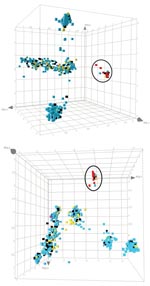 Thumbnail of Principal component analysis analysis of the amplified fragment length polymorphism data obtained for the pig-associated methicillin-resistant Staphylococcus aureus sequence type 398 (ST398 MRSA) and its closely related methicillin-susceptible S. aureus (MSSA) strains, carriage MSSA isolates from healthy children and elderly persons, invasive MSSA from hospitalized children and elderly persons, and invasive animal S. aureus isolates (including 2 MRSA isolates). The cubes, plotted in 3-dimensional space, represent all of the strains displayed in Figure 1, panel A. Each axis represents the score calculated for that strain on each principal component. The distribution is shown from 2 different angles. ST398 strains are circled. Blue, carriage isolates (n = 829); black, bacteremia isolates (n = 146); yellow, animal isolates (n = 77); red, ST398 MRSA isolates (n = 46); pink, reference strains (Mu50/N315).