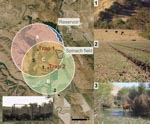 Thumbnail of Left: aerial (2 m) photograph of ranch A showing overlapping circular buffer regions around feral swine trap 1 and trap 2 (San Benito Crop Year 2006; Image Trader, Flagstaff, AZ). The radius for the buffer (1.8 km) is the circumference of the mean home range for feral swine in mainland California (8). Estimated density = 4.6 swine/km2 and total area = (A + B + C) – D = 14.8 km2. Areas A, B, and C, combined with counts of individual feral swine from October through November 2006, were used to calculate the average population density. Bottom left: digital infrared photograph of feral swine at trap 1. Right: potential risk factors for Escherichia coli O157:H7 contamination of spinach at ranch A: 1) Feral sow and piglets sharing rangeland with cattle; 2) feral swine feces, tracks, and rooting in a neighboring spinach field; 3) cattle in surface water.