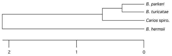 Phylogram comparing the novel spirochete in the bat tick Carios kelleyi with Borrelia parkeri, B. turicatae, and B. hermsii based on the concatenated partial 16S rRNA-flaB-glpQ DNA sequences in the Carios spirochete (1,992 bp total) (produced with ClustalV software from DNASTAR [Madison, WI, USA]). Scale bar represents the number of base substitutions per 100 aligned bases. GenBank accession numbers for the C. kelleyi spirochete sequences used to construct the tree are EF688575, EF688576, and EF688577. Spiro, spirochete.