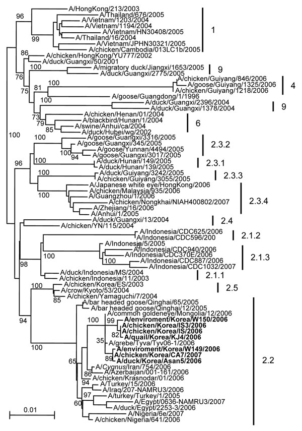 Phylogenetic trees for hemagglutinin (HA) genes of Korean influenza virus (H5N1) isolates from wild birds and poultry farms during 2006–2007. The DNA sequences were compiled and edited by using the Lasergene sequence analysis software package (DNASTAR, Madison, WI, USA). Multiple sequence alignments were made by using ClustalX (10). Rooted phylograms were prepared with the neighbor-joining algorithm and then plotted by using NJplot (11). Branch lengths are proportional to sequence divergence and can be measured relative to the scale bar shown (0.01-nt changes per site). Branch labels record the stability of the branches &gt;1,000 bootstrap replicates. The tree was produced by referring to the proposed global nomenclature system for influenza virus (H5N1) (www.offlu.net). Boldface indicates isolates tested in the current study.