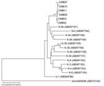 Thumbnail of Phylogenetic analysis of the partial nucleotide sequence encoding the 3D region of bovine kobuviruses isolated in this study and other reference strains recognized to date. The tree was generated on the basis of the neighbor-joining method using the MEGA 3.1 program (7). Scale bar indicates branch length for a 5% nucleotide difference.