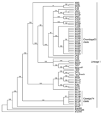 Thumbnail of Maximum-likelihood phylogenetic tree of eastern equine encephalitis virus strains, based on the complete E2 coding sequence. Numbers at the nodes indicate bootstrap confidence estimated by 1,000 neighbor-joining replicates on the maximum-likelihood tree. The tree was rooted with lineage II (Brazil56), III (Panama86), and IV (Brazil85) strains.