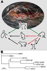Thumbnail of Route of cowpox virus (CPXV) transmission and phylogenetic analysis of orthopoxviruses. A) Disseminated ulcerative lesions of the skin around the eye of the circus elephant. Although transmission of CPXV has been confirmed from cats and cows to humans (black arrows) (1,2), transmission from rodents, commonly mice, to cats and cows is suspected but still unproven (red arrows) (3). Rats have been confirmed as vectors for CPXV transmission to monkeys and humans (4,7). A complete chain of CPXV infection is verified from rat to elephant and from elephant to human (green arrows). B) Phylogenetic tree of nucleotide sequences of the complete hemagglutinin open reading frame (921 bp) from CPXV isolates from the elephant and rat (CPXV GuWi), and additional poxviruses available in GenBank: VARV (variola major virus, strain Bangladesh-1975; L22579), CMLV (camelpox virus M-96, Kazakhstan; AF438165.1), ECTV (ectromelia virus, strain Moscow; AF012825.2), CPXV HH (cowpox virus cowHA68, Hamburg; AY902298.2), MPXV (monkeypox virus, strain Zaire-96-I-16; AF380138.1), and VACV, (vaccinia virus WR; AY243312). In addition, the complete sequence of the hemagglutinin gene obtained from a different human CPXV case (CPXV #2) found in that area is shown. Nucleotide sequences were aligned and analyzed by using the BioEdit software package (www.mbio.ncsu.edu/BioEdit/bioedit.htm). A multiple alignment was analyzed with the neighbor-joining method. The branch length is proportional to evolutionary distance (scale bar).