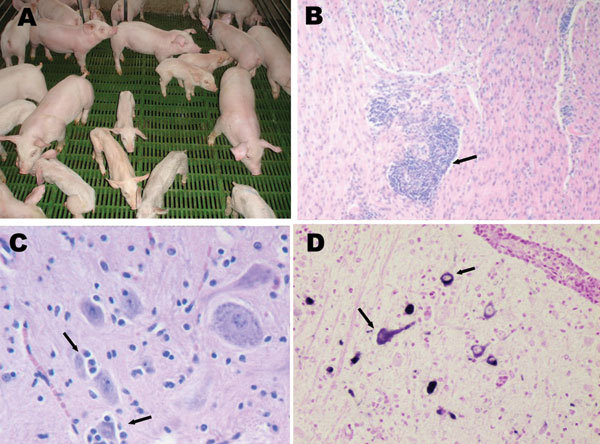 A) Nursery piglets showing clinical signs compatible with porcine hemagglutinating encephalomyelitis coronavirus (PHE-CoV). Nonaffected pigs of the same age are also shown. B) Muscle layer of stomach from affected piglet showing perivascular cuffing (arrow); hematoxylin-eosin stain, magnification ×100. C) Brainstem from affected piglet showing satellitosis (arrows) and gliosis; hematoxylin-eosin stain, magnification x400. D) Brainstem from affected piglet showing positive label of neuron perikarion (arrows); nitroblue-tetrazolium imunohistochemical stain, magnification x400.
