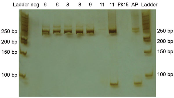 Polyacrylamide gel and silver staining of reverse transcription–PCR products from brains of piglets infected with porcine hemagglutinating encephalomyelitis coronavirus. Amplicons of ≈250 bp were found in brain samples from pigs 6, 8, 9, and 11 days of age. Neg, negative control (water + mastermix); PK15, amplification of PK15 cells inoculated with brain and tonsil from affected piglet; AP, asymptomatic piglet; and Ladder, 50-bp Fermentas.