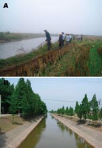 Thumbnail of A) Mollusciciding with niclosamide for the control of Oncomelania snails in marshland between Dongting Lake and an embankment. B) Environmental modification to control Oncomelania breeding sites through canalization of water streams in Hunan Province.
