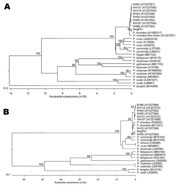 Phylogenetic trees comparing our case sample (denoted as SingPk1) with other Plasmodium species, based on SSU rRNA (A) and csp (B) sequences. Species and sequences used were selected to match those previously reported (5). Figures on the branches are bootstrap percentages based on 1,000 replicates, and only those above 80% are shown. GenBank accession numbers are in parentheses.