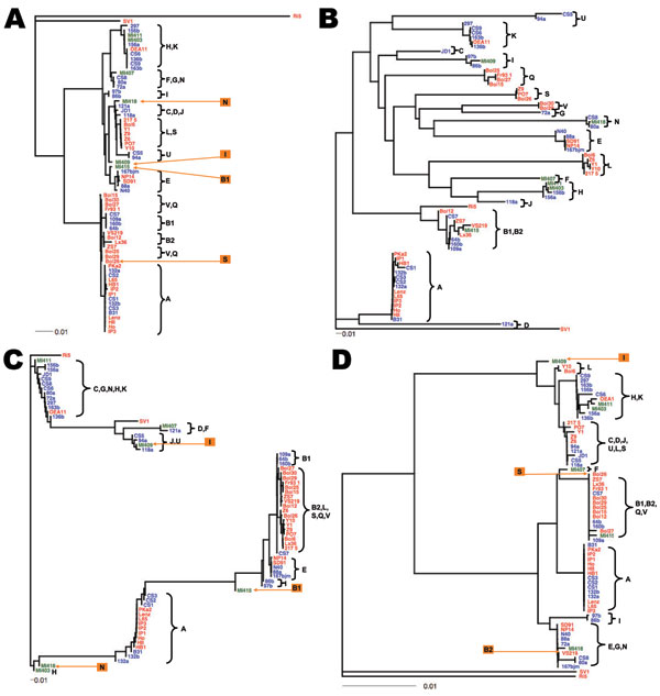 Gene trees showing nucleotide sequence clusters of 68 Borrelia burgdorferi isolates at 1 chromosomal locus (panel A: rrs-rrlA spacer, or intergenic spacer [IGS]) and 3 plasmid loci (panels B, C, and D: ospC on cp26, dbpA on lp54, and BBD14 on lp17, respectively). Trees were inferred based on nucleotide sequence alignments and were rooted by using the Ri5, SV1, or both, sequences as outgroups. The DNADIST and neighbor-joining programs of the PHYLIP package (33) were used for distance calculation and the APE software package (34) was used for tree plotting. Isolates were grouped as clonal groups (A through U), which are named by their typical ospC alleles. Five isolates (Bol26, VS219, MI409, MI415, and MI418) showing atypical allelic associations with ospC alleles, likely caused by recombination, were labeled in orange. Red, European isolates; blue, northeastern US isolates; green, midwestern US isolates. Scale bars indicate number of nucleotide substitutions per site.