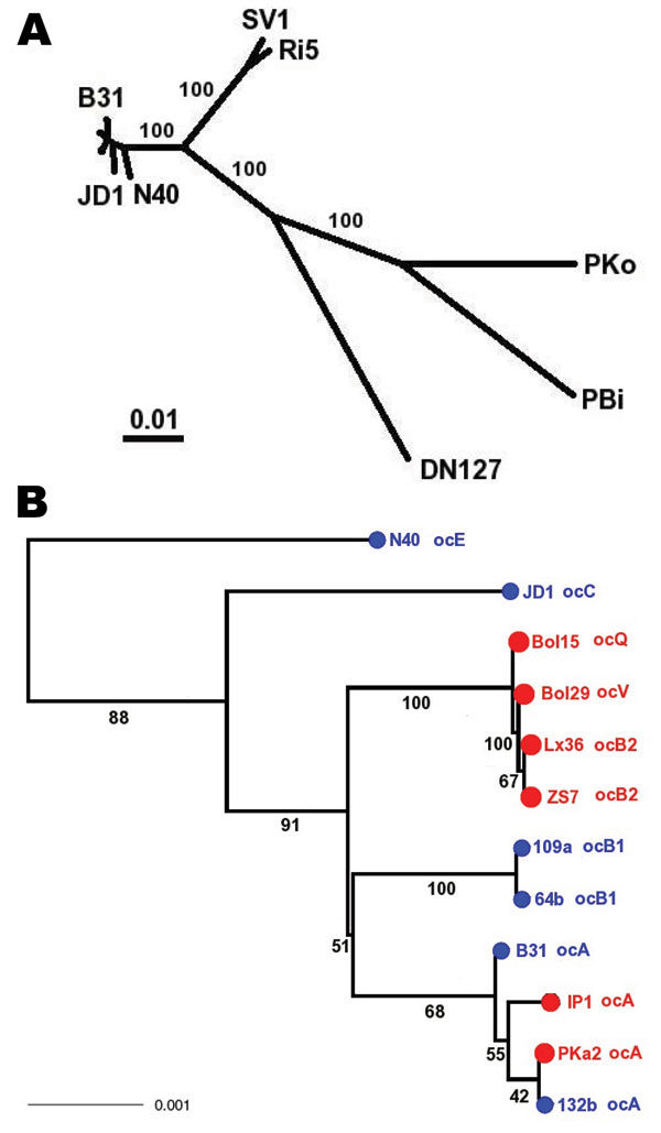 Species phylogeny based on concatenated sequences at housekeeping loci. Seventeen isolates include 1 Borrelia garinii strain (PBi), 1 B. afzelii strain (PKo), 1 B. bissettii strain (DN127), 2 strains of an unnamed genomic species (SV1 and Ri5), and 12 B. burgdorferi sensu stricto isolates. These strains were selected for reconstructing interspecies phylogeny (hence species samples), as well as for resolving the clade containing clonal groups A and B (A, B1, and B2 are represented by 2 isolates). Sequences at 6 chromosomal housekeeping loci (gap, alr, glpA, xylB, ackA, and tgt) were obtained for each strain, with B31 and PBi sequences from published genomes (29,36), N40, JD1, PKo, and DN127 sequences from draft genomes (S. Casjens et al. pers. comm.). Sequences of the remaining strains were obtained by direct sequencing. The total length of concatenated alignment is 7,509 nt. A) Consensus of maximum likelihood trees obtained by using DNAML of the PHYLIP package (33). Branch support values are based on 100 bootstrapped replicates of the original alignment. B) Enlarged view of B. burgdorferi sensu stricto subtree. Tips were colored by geographic origin of the isolate (blue, North America; red, Europe) and were labeled with ospC major-group allele type. Scale bars indicate number of nucleotide substitutions per site.