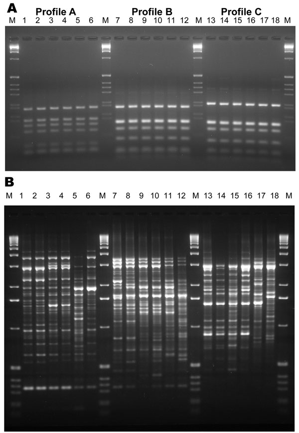 Internal transcribed spacer–restriction fragment length polymorphism (ITS-RFLP) patterns obtained by double digestion with the enzymes Sau96I and HhaI (A) and of the PCR fingerprinting profiles obtained with the microsatellite specific primer M13 (B) for Scedosporium prolificans: lane 1, WM 06.457; lane 2, WM 06.458; lane 3, WM 06.503; lane 4, WM 06.502; lane 5, WM 06.399; lane 6, WM 06.434. S. aurantiacum: lane 7, WM 06.495; lane 8, WM 06.496; lane 9, WM 06.386; lane 10, WM 06.385; lane 11, WM