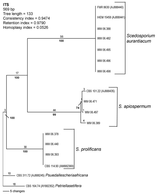 Rooted phylogram (outgroup Pseudallescheria africana CBS 311.72 and Petriella setifera CBS 164.74), showing the relationships among 11 selected strains representing each obtained internal transcribed spacer (ITS)–restriction fragment length polymorphism pattern and 4 reference strain sequences obtained from GenBank by using PAUP* version 4.06.10 (29).