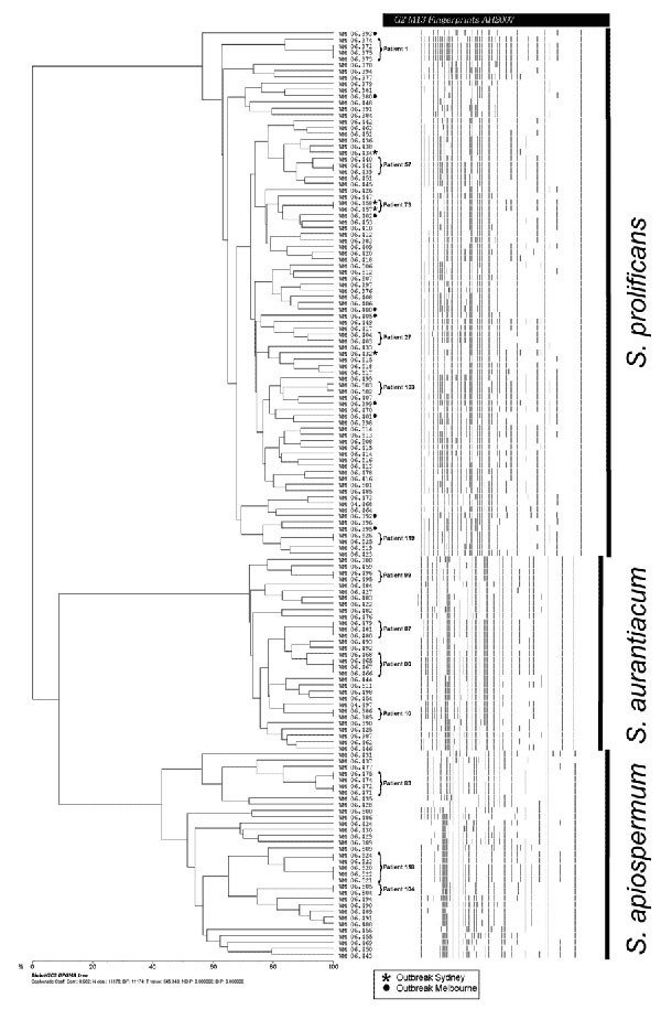 Dendogram generated from the PCR fingerprinting profiles obtained with the microsatellite primer M13 for all investigated Scedosporium isolates. The dendogram was designed by using the unweighted pair group method with arithmetic mean and the procedure of Nei and Li (32) in the program BioloMICS version 7.5.30. Pt, patient.