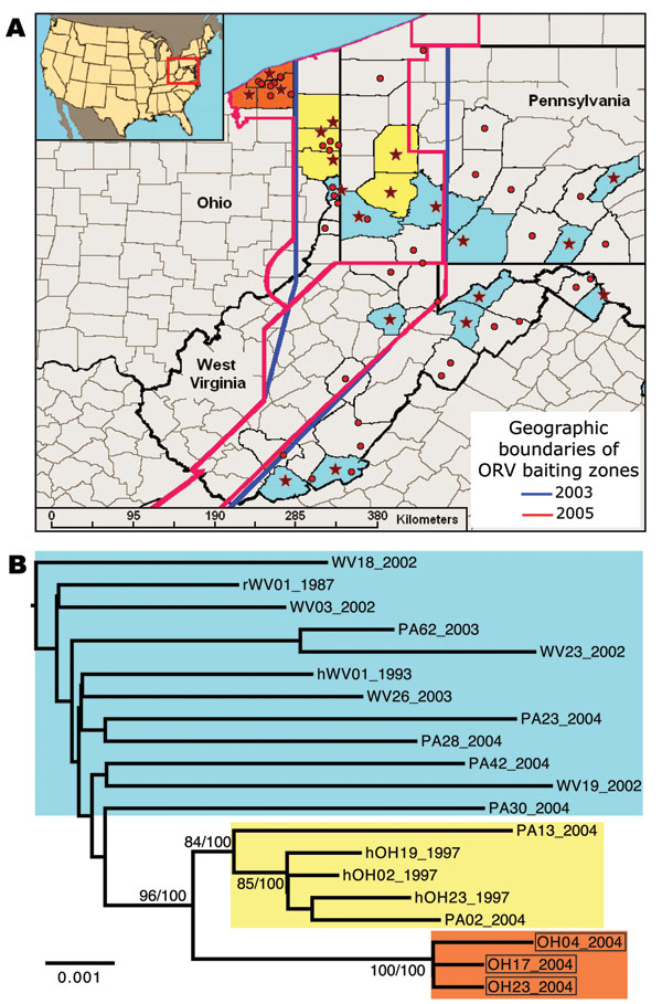 Spatial and genetic distribution of sequences of the raccoon rabies virus variant (RRV) from the 2004 Ohio outbreak relative to virus found in neighboring areas. A) Distribution of RRV samples included in phylogenetic analysis of G and N gene sequences (stars) or G sequences only (circles). Colors reflect phylogenetic groups as shown in panel B. B) Maximum-likelihood tree of concatenated G and N gene sequences of RRV sampled in or near Ohio, 1987–2004. Samples from the 2004 outbreak are boxed. Bootstrap values and corresponding Bayesian posterior values (% for both) are shown for key nodes. Tree was rooted by using RRV G and N sequences from a Florida raccoon (not shown). ORV, oral rabies vaccine. Scale bar = nucleotide substitutions per site.