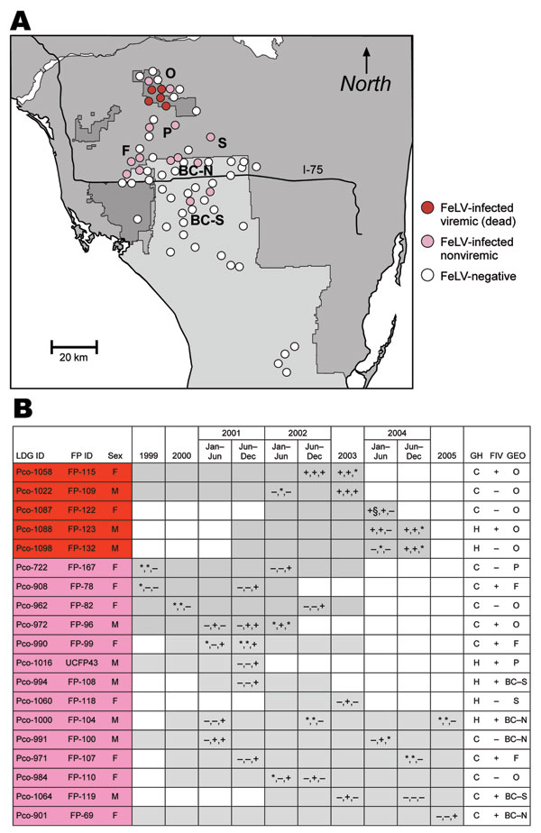 A) Prevalence and distribution of 19 Florida panthers, sampled 1999–2005, showing evidence of feline leukemia virus (FeLV) exposure. All antigen-positive panthers (red) are clustered in the Okaloacoochee Slough State Forest (O). PCR-positive and/or antibody-positive (pink) pumas were found there also, as well as in the surrounding areas including Florida Panther National Wildlife Refuge (F), private lands (P), Big Cypress Seminole Indian Reservation (S), and Big Cypress North and South (BC-N, BC-S respectively). All but 2 infected panthers were found north of Interstate 75. B) Information on affected panthers. Gray shading indicates timeline for monitoring of individual panthers until death. Symbols within gray boxes indicate presence (+), absence (–), or no data (*) for FeLV antigen in serum, FeLV sequence recovered by PCR, or presence of antibodies against FeLV in serum, respectively. FP-122 was antigen negative when tested 1 month previously (§). LGD ID, Laboratory of Genomic Diversity identification number; FP ID, Florida panther identification number; GH, genetic heritage; FIV, feline immunodeficiency virus; GEO, geographic locale; C, canonical (pure) Florida panther; H, Texas hybrid.