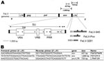Thumbnail of A) Diagram of the feline leukemia virus (FeLV) genome showing the PCR products obtained from FeLV-Pco env and long terminal repeat (LTR) genes. Envelope gene surface (SU) and transmembrane (TM) subunits, variable regions A and B (VRA and VRB) and the proline-rich region (PRR), 3’ LTR enhancer element(s) (hatched rectangle), signature 21-bp repeat(s) (gray shading), and putative c-Myb binding sites (black triangles) (12) are depicted for FeLV-945, FeLV-Pco, and FeLV-3281A . Unique signature amino acid residues found only in FeLV-945 and FeLV-Pco are marked by asterisks (see Figure 5). B) Primer pair PfeF6/PfeR6 was designed to detect all FeLV subgroups.