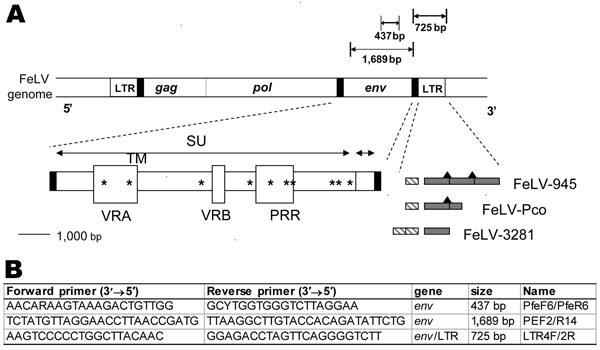 A) Diagram of the feline leukemia virus (FeLV) genome showing the PCR products obtained from FeLV-Pco env and long terminal repeat (LTR) genes. Envelope gene surface (SU) and transmembrane (TM) subunits, variable regions A and B (VRA and VRB) and the proline-rich region (PRR), 3’ LTR enhancer element(s) (hatched rectangle), signature 21-bp repeat(s) (gray shading), and putative c-Myb binding sites (black triangles) (12) are depicted for FeLV-945, FeLV-Pco, and FeLV-3281A . Unique signature amino acid residues found only in FeLV-945 and FeLV-Pco are marked by asterisks (see Figure 5). B) Primer pair PfeF6/PfeR6 was designed to detect all FeLV subgroups.