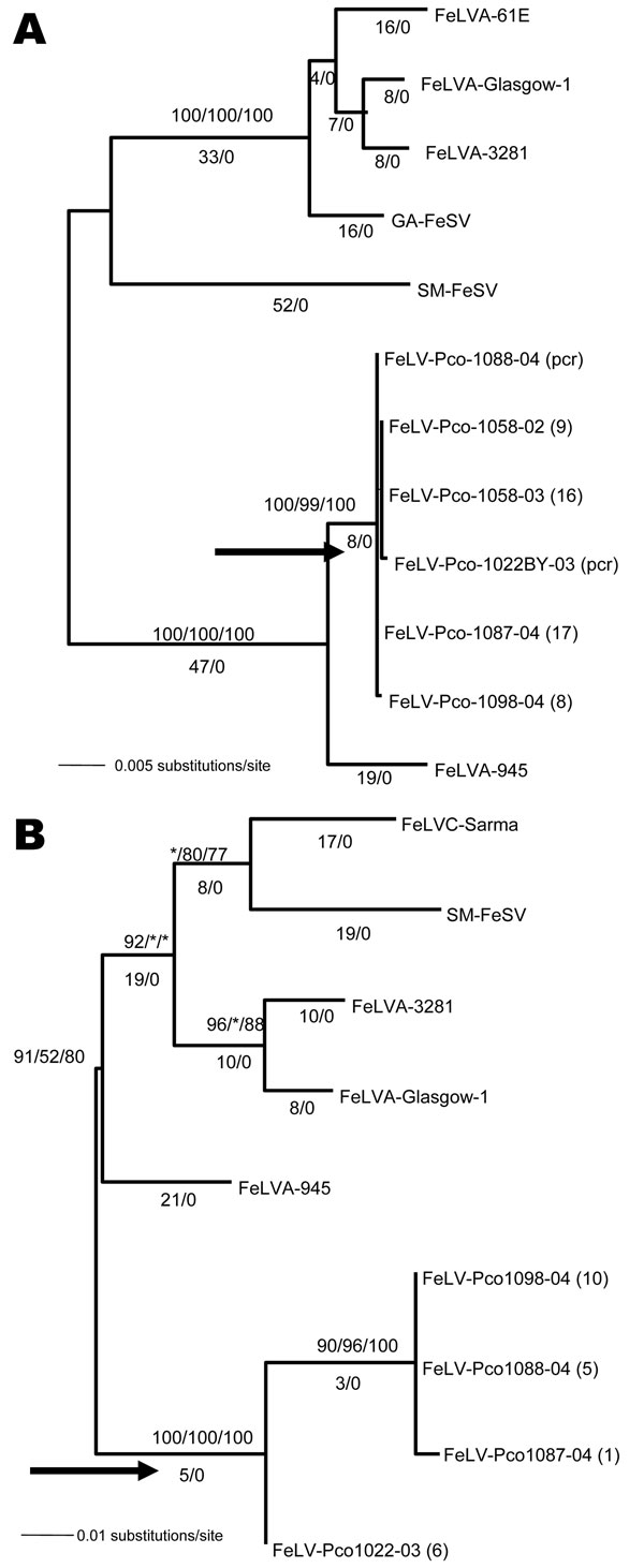 Phylogenetic trees of panther feline leukemia virus (FeLV-Pco) and domestic cat FeLV nucleotide sequences. A) Midpoint rooted maximum-likelihood phylogram based on 1,698 bp of env sequences. B) Midpoint rooted maximum-likelihood phylogram based on 463 bp of 3’ long terminal repeat (LTR) sequences. Consensus FeLV-Pco sequences of clones generated from 5 env and 4 LTR panthers and reference domestic cat sequences are shown. The number of FeLV-Pco–cloned PCR products used in each consensus sequence is indicated in parentheses. The arrow indicates the monophyletic clade of all FeLV-Pco sequences. A similar topology, including the monophyletic clade, was obtained by using the different FeLV-Pco clone sequences rather than a consensus. The year of panther sampling is indicated as a suffix, e.g., Pco-1088-04 was sampled in 2004. Where maximum-likelihood tree was congruent with maximum parsimony tree, branch lengths are indicated below branches. Number of homoplasies is indicated after the branch length. Bootstrap values are shown (maximum parsimony/minimum evolution/maximum likelihood). The score (–ln likelihood) of the best maximum-likelihood tree was env 3615.01706, LTRs 1836.05922 (best tree found by maximum parsimony: env length = 221, consistency index [CI] = 0.941, retention index [RI] = 0.963; LTR length = 132, CI = 0.871, RI = 0.787).
