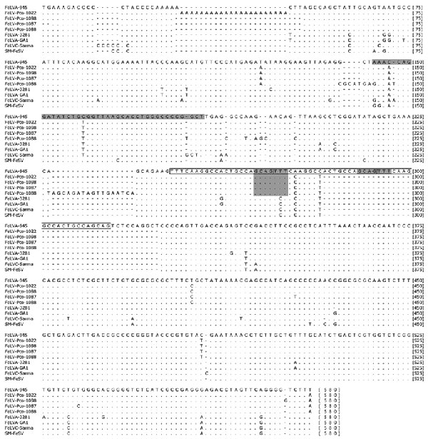Top) Alignment of 1,794 bp of env nucleotide sequences corresponding to feline leukemia virus (FeLVA)-945 (AY662447) index sequence 154-1,869 bp. The shaded areas identify regions (indels) where panther FeLV (FeLV-Pco) sequences resemble those of FeLV-A, which rules out recombination with dissimilar endogenous FeLV sequences as represented in enFeLV-AGTT. Bottom) Panther sequences, with year of sampling (for example, FeLV-Pco-1058-03 was sampled in 2003); domestic cat subgroup A (FeLVA-945 and FeLVA-61E), recombinant (FeLVB-GA), and endogenous (enFeLV-AGTT) sequences are also shown. Matches to the reference sequence (Pco-1058-02) are indicated by a dot. Gaps are indicated by a dash.