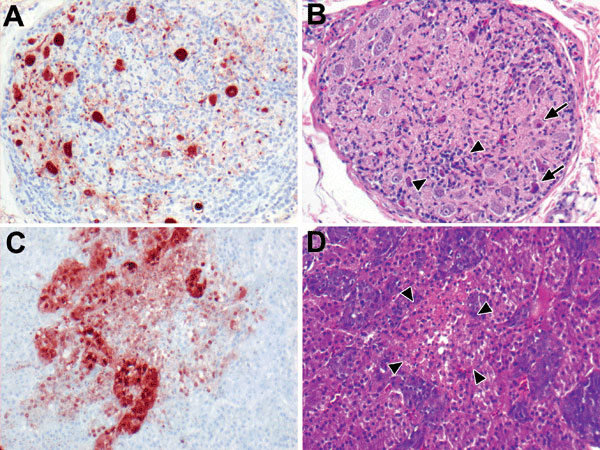 Highly pathogenic avian influenza virus (H5N1) infection in tufted ducks. A) Neurons and satellite cells in a mesenteric ganglion expressing abundant influenza virus antigen. B) Ganglioneuritis in the same mesenteric ganglion, characterized by neuronal necrosis (arrows) and lymphocyte infiltration (between arrowheads). C) Expression of influenza virus antigen in medullary and cortical cells of an adrenal gland and D) focal necrosis, characterized by hypereosinophilia, pyknosis, and vacuolization (between arrowheads). Original magnification ×100. Tissues were stained either by immunohistochemistry that used a monoclonal antibody against the nucleoprotein of influenza A virus as a primary antibody (A, C) or with hematoxylin and eosin (B, D).