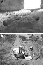 Thumbnail of Favorable and unfavorable habitats examined for Ornithodoros sonrai. A) Favorable rodent or insectivore burrows infested with O. sonrai inside pig buildings. B) Unfavorable warthog burrows negative for O. sonrai dug under a termite mound. The portable gasoline-powered vacuum cleaner used for tick collection is also shown.