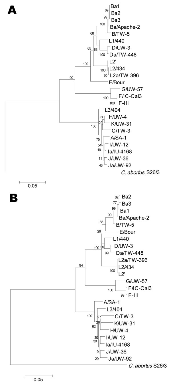 Neighbor-joining trees representing evolutionary relatedness of the 19 reference strains, Chlamydophila abortus and 5 clonal variants based on ompA nucleotide (A) and amino acid (B) sequence alignments. The trees were constructed from ClustalW 1.8 alignment (www.ebi.ac.uk/Tools/clustalw2/index.html), and the values at the nodes are the bootstrap confidence levels calculated from 1,000 bootstrap resamplings. See Materials and Methods for details.