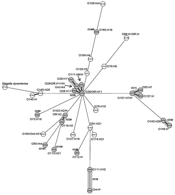  Minimum spanning tree of hemolytic uremic syndrome–associated enterohemorrhagic Escherichia coli strains and Shigella dysenteriae M1354 (ST243, data from the E. coli multilocus sequence type [ST] website [http://web.mpiib-berlin.mpg.de/mlst/dbs/Ecoli]) as an outgroup generated from allelic profiles based on the eBURST algorithm (12). Each ST is represented by a circle named with its ST, and the corresponding serotypes are given (OR, O rough; H–, nonmotile; nt, not typeable with the E. coli O and H antisera used). Black lines connecting pairs of STs indicate that they share 6 (thick lines) or 5 (thin) alleles. Gray lines connecting pairs of STs of increasing line length indicate that the STs share &lt;4 alleles. In addition, the STs and, if applicable, the connecting lines of a clonal complex are shaded in gray.