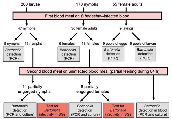 Experimental framework of Ixodes ricinus tick infection by Bartonella henselae–infected blood. Ticks (200 larvae, 178 nymphs, and 55 female adults) were engorged by feeding through artificial skin on B. henselae–infected blood for 5 days for larvae, 12 days for nymphs, and 21 days for adults. Larvae and nymphs were allowed to molt and engorged females were allowed to lay eggs. To evaluate transtadial and transovarial transmission, Bartonella spp. DNA was detected by PCR in salivary glands (SGs) and carcasses of 9 nymphs, 6 female adults, 9 pools of eggs, and resulting pools of larvae. Eighteen nymphs and 13 adult females fed on infected blood at preceding stages were refed for 84 h on noninfected blood. Bartonella spp. DNA was detected by PCR in SGs of 7 engorged nymphs and 3 engorged female adults. B. henselae colonies were isolated from SGs of 3 nymphs and 4 adults and from blood removed from feeders. Infectivity of B. henselae in SGs was tested by infecting 2 cats with 1 pair of SGs from a potentially infected nymph and 1 pair of SGs from a potentially infected adult, respectively.