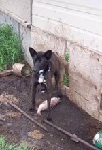 Thumbnail of Northern dog with a typical meal. (Photograph provided by Susan J. Kutz.)