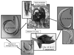 Life cycle of protostrongylid parasite: