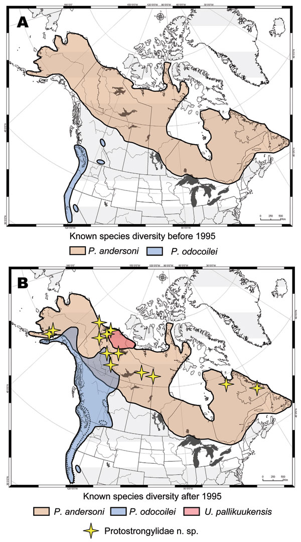 Geographic ranges for protostrongylid parasites in northern ungulates showing how survey and inventory have dramatically altered our understanding of diversity and distribution, before (A) and after (B) 1995. Distributions are depicted for Parelaphostrongylus andersoni in caribou (19,20); P. odocoilei in wild thinhorn sheep, mountain goat, woodland caribou, black-tailed deer, and mule deer (15,17); Umingmakstrongylus pallikuukensis in muskoxen (12,14); and a putative new species of Protostrongyl