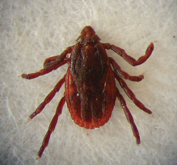 Rhipicephalus sanguineus adult tick, the suspected vector for Rickettsia conorii conorii.
