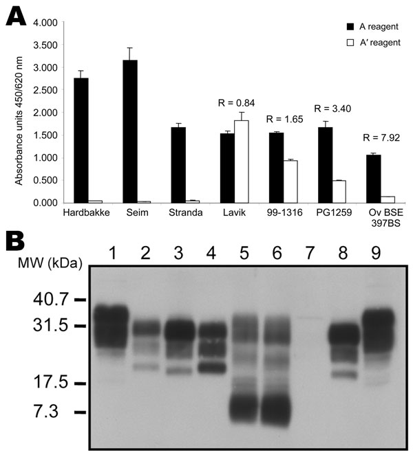 Analysis of different ovine strains by ELISA typing test and immunoblot. A) ELISA typing test. Three Nor98 isolates (Fiksdal, Stranda, and Seim) were analyzed by using the ELISA typing test. Absorbances obtained in the classic A′typing reagent are close to 0, preventing calculation of the A/A′ratio. Ratios obtained for a Norwegian scrapie isolate (Lavik) and for the 3 internal controls (classic Scr 99–1316, intermediate scrapie PG1259, and experimental ovine bovine spongiform encephalopathy [BSE] 397 BS) are indicated. B) Pattern of migration of different ovine strains. Lanes 1 and 9, untreated negative brain homogenate. Lanes 2–8, proteinase K–treated brain homogenates: French scrapie isolate 99–1316 (lane 2); experimental ovine BSE 397 BS (lanes 3 and 8); Norwegian scrapie isolate (Lavik) (lane 4); Nor98 Stranda and Nor98 Seim scrapie isolates (lanes 5 and 6, respectively); negative brain homogenate (lane 7). MW, molecular weight.