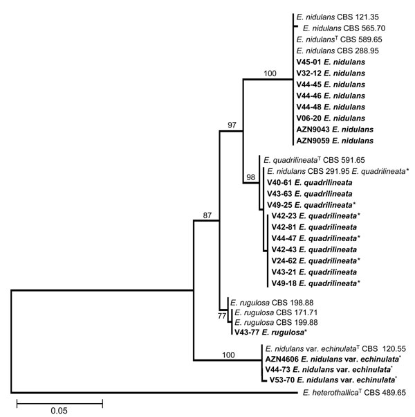 Neighbor-joining tree based on calmodulin sequence data of Emericella isolates examined. Clinical isolates are set in boldface. Numbers above branches are bootstrap values. Only values &gt;70% are indicated. T indicates the type strain; * indicates the isolates that had been misidentified by morphologic identification as E. nidulans. Scale bar represents genetic distance calculated by the Kimura 2-parameter model (18).