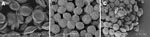 Thumbnail of Scanning electron microscopic images of ascospores of some Emericella isolates. A) E. quadrilineata V43-63; B) E. rugulosa V43-77; C) E. nidulans var. echinulata 4606. Scale bars represent 5 μm.