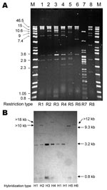 Thumbnail of Representative PstI restriction profiles (A) and blaCMY-2 Southern hybridization (B) of plasmids from Escherichia coli DH10B transformants of CMY-2–producing Salmonella spp. clinical isolates. Lane M, Raoul molecular mass marker (Qbiogene, Illkirch, France). Lane 1, DH10B/00-7490; lane 2, DH10B/03-3349; lane 3, DH10B/03-3367; lane 4, DH10B/00-3525; lane 5, DH10B/00-4165; lane 6, DH10B/03-9969; lane 7, DH10B/03-9243; lane 8, DH10B/02-2049. Values on the left of panel A are in kb. Restriction and hybridization profiles are indicated. The gel is focused on the resolution of high molecular mass bands; smaller bands (in particular, the 0.8-kb band) are not well visualized.
